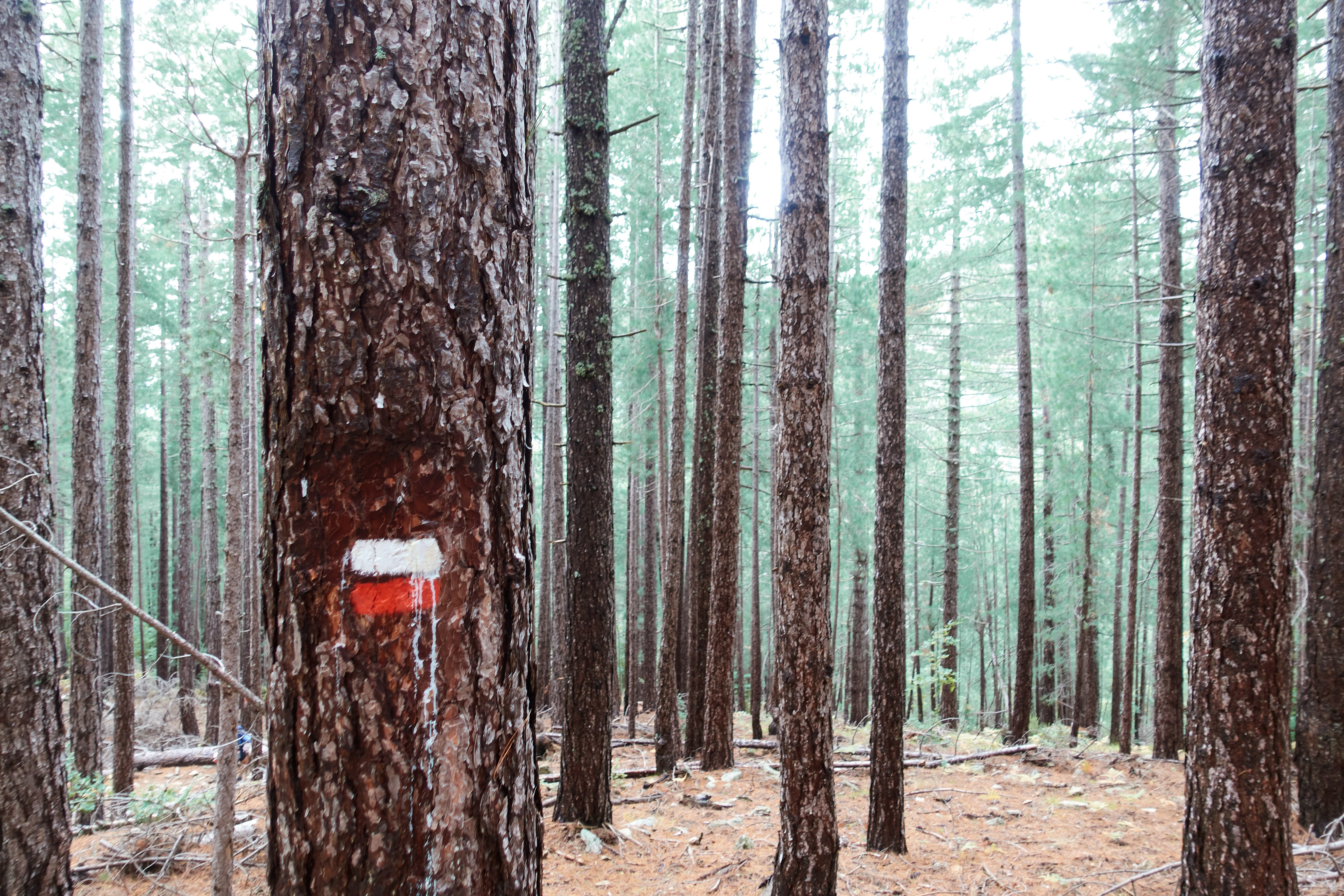 brown tree trunk on brown soil